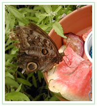 Butterflies having a watermelon snack