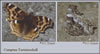 Compton Tortoiseshell butterfly